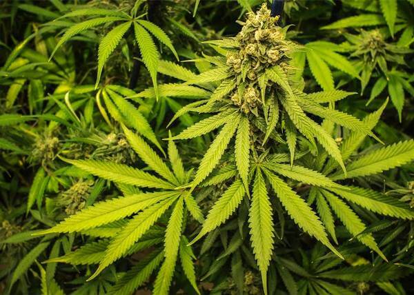 Indian Hemp