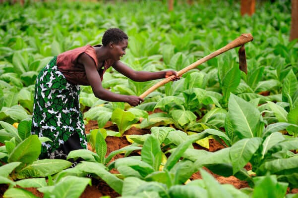 Malawi's 2023 Tobacco volume up by 50% - The Maravi Post