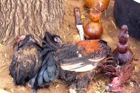 Chicken Sacrifice for WitchCraft