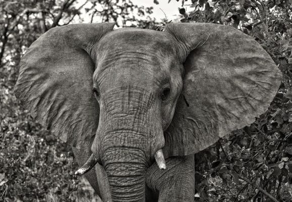 Malawi Elephants