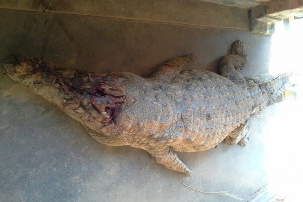 Killer Crocodile in Malawi