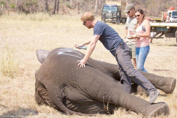 Prince Harry