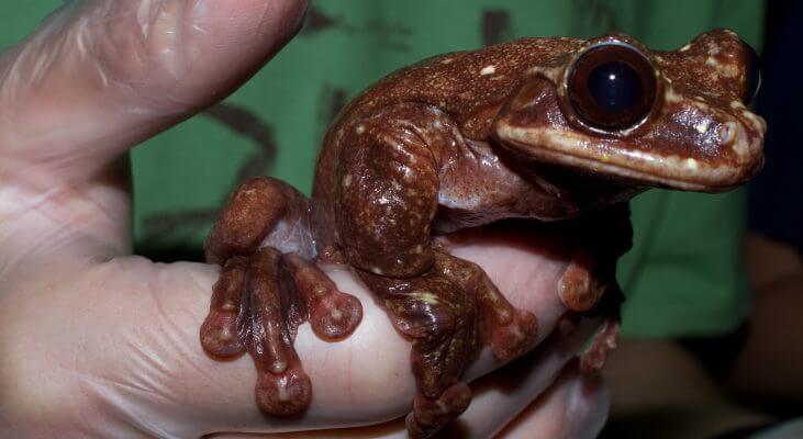 Frog Endagered