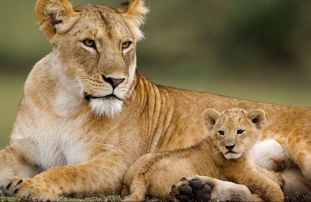Female lion in Tanzania