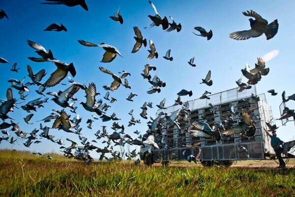 Bizarre: Pigeon racing blamed for rise of divorces in Indonesia
