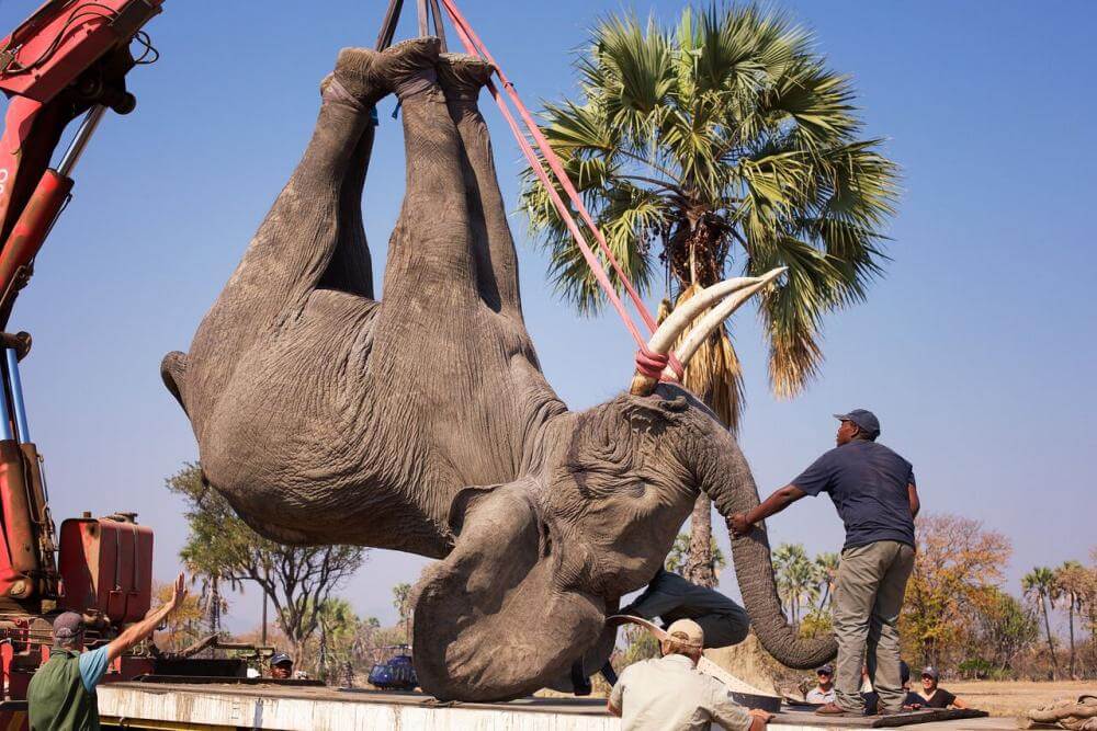 Malawi Elephants Relocation