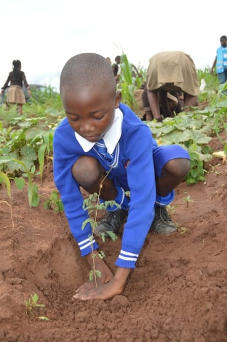 Malawi sets ambitious 41 million trees’ target for 2025/26 forestry season