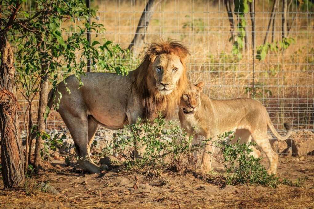 Malawi Lions