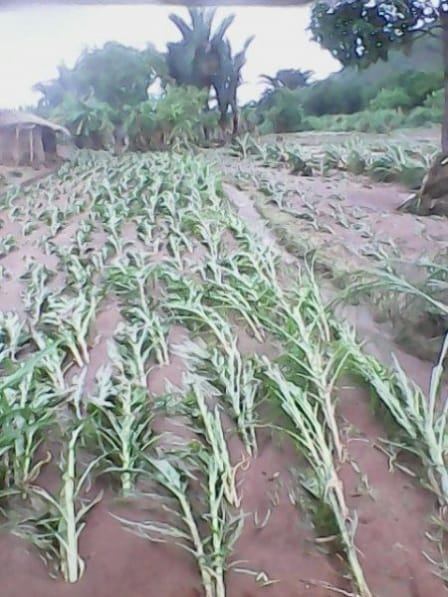 Maize Field socked in Rain Water