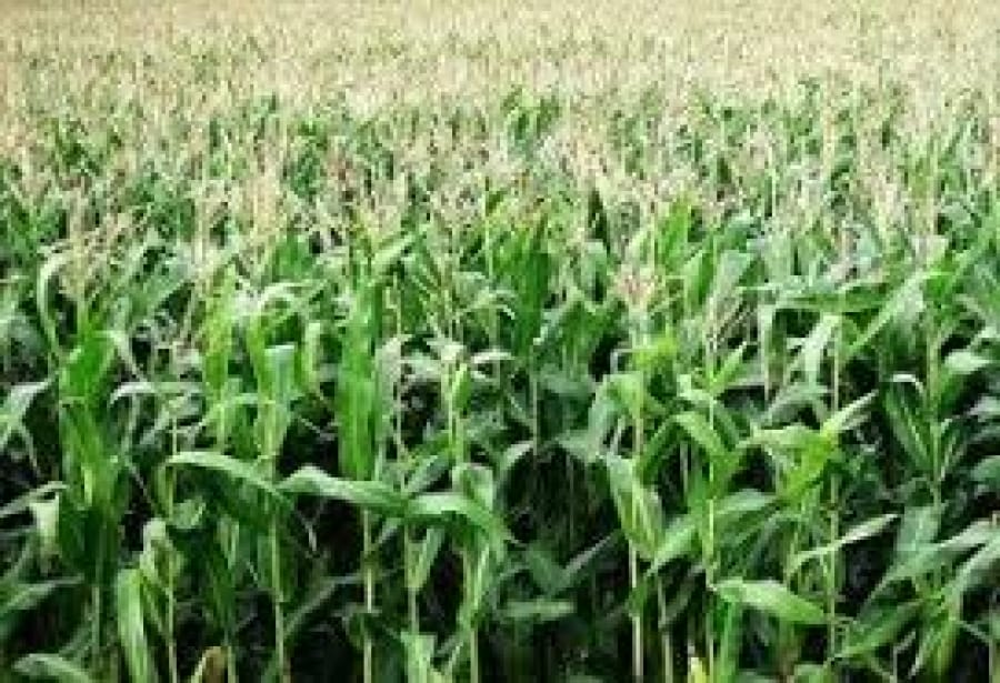 Malawi Maize Bumper Crop expected