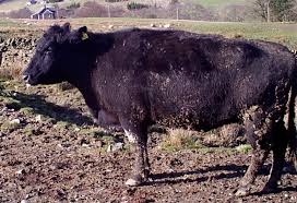 Malawi Government lifts restrictions of local livestock slaughter imposed due to Foot and Mouth disease outbreak in Northern region