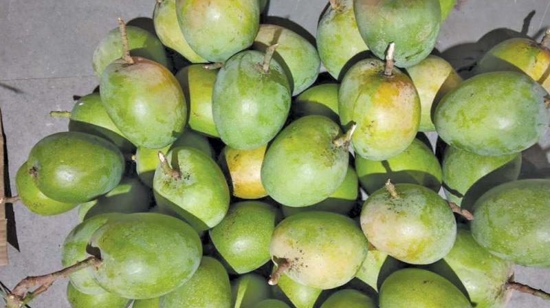 Malawi mangoes in demand in Singapore and Hong Kong