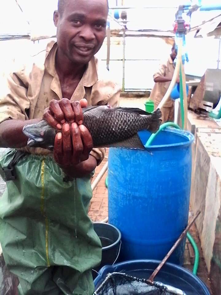 Chambo fisheries seek Malawi Govt intervention in expansion drive