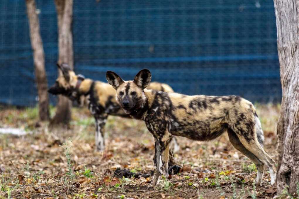 African Wild Dogs (Lycaon pictus)