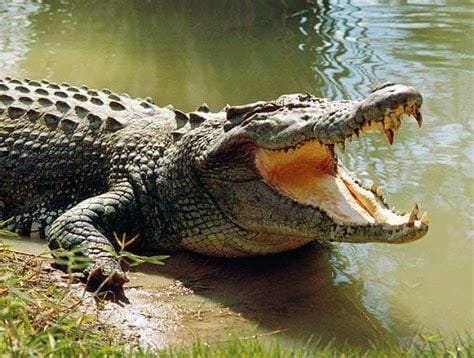 Mangochi husband goes missing while saving wife from crocodile attack