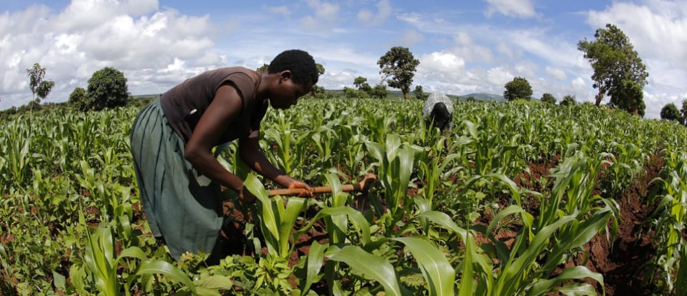 “Malawi Kwacha instability to chock food production incoming growing season”-CISANET