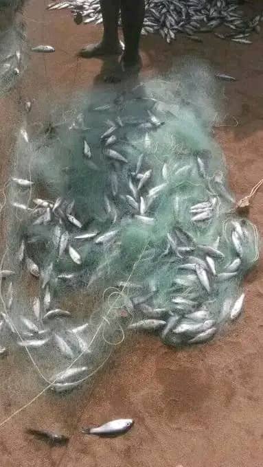 Government urged to control entry of illegal fishing gear in border posts