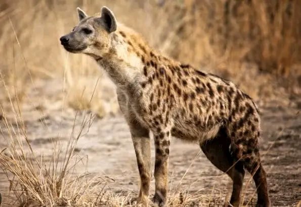hyenas in Ntcheu