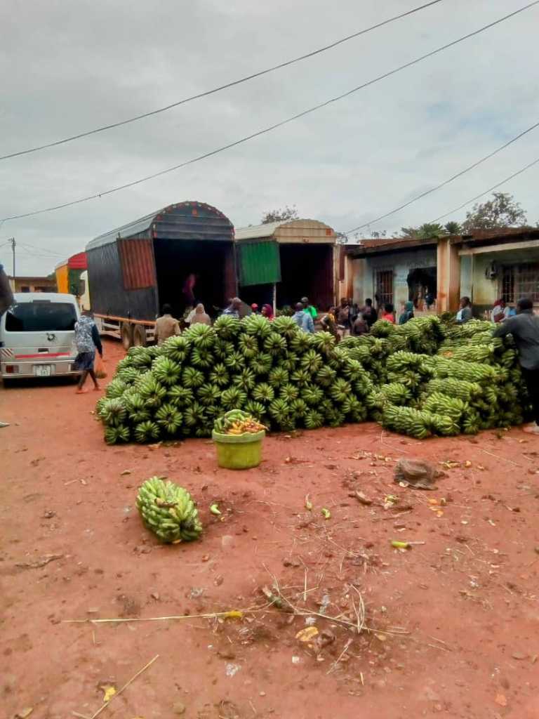 Malawi reopens banana imports