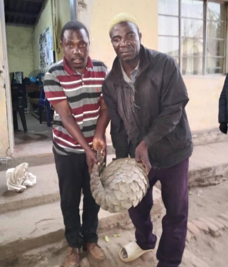 Two Mangochi men arrested for illegal possession of live Pangolin