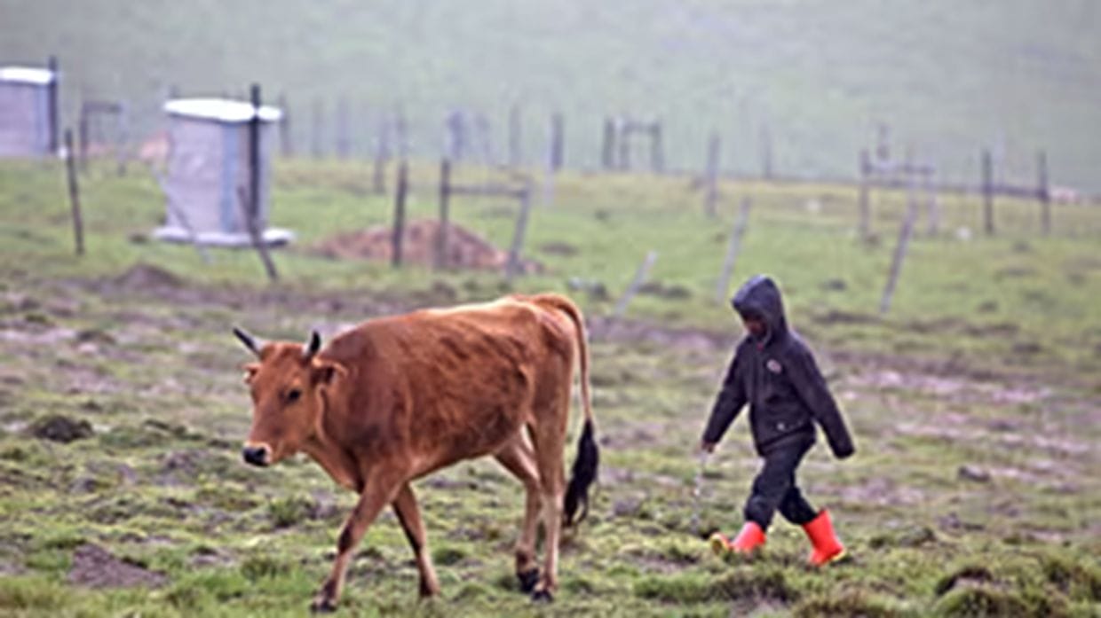 South Africa produces first local vaccine to combat foot-and-mouth disease
