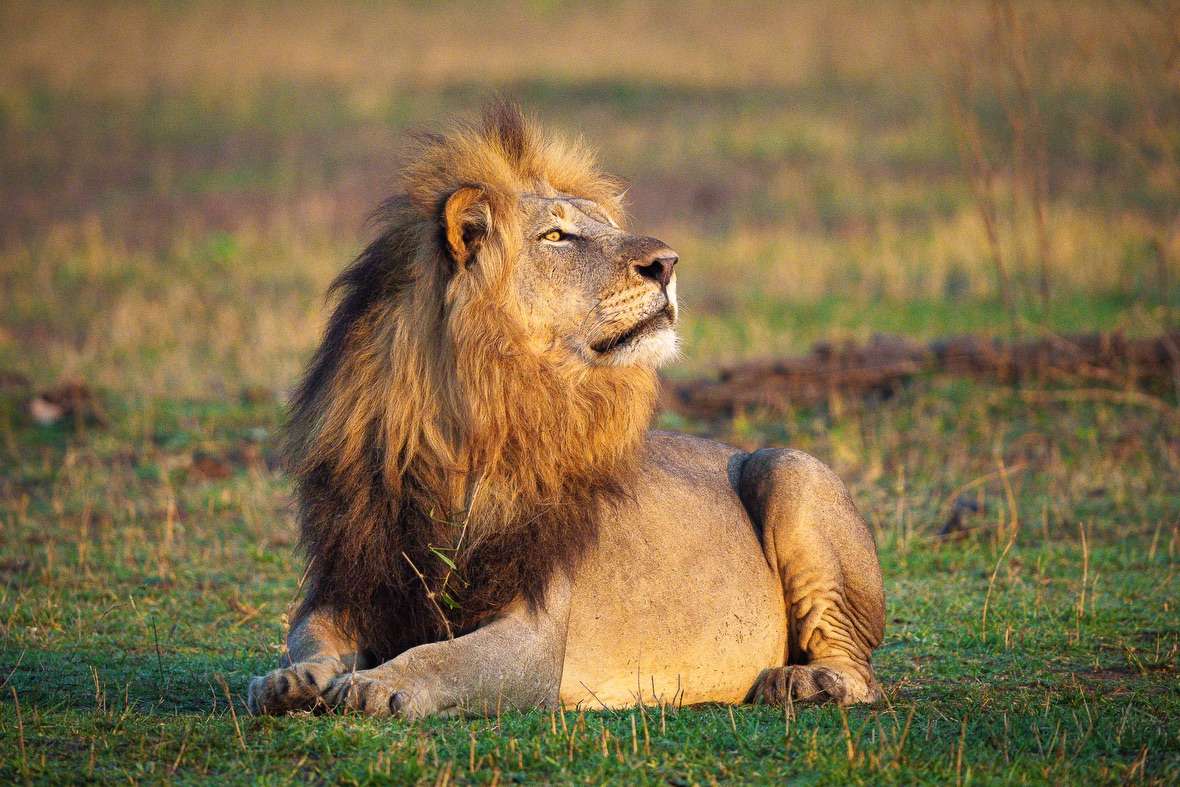 Wild Renewal: Malawi’s Evolving Safari Experience